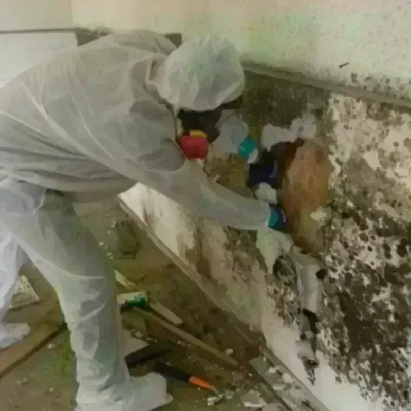 Mold Remediation and Removal in Ashville, OH